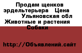 Продам щенков эрдельтерьера › Цена ­ 20 000 - Ульяновская обл. Животные и растения » Собаки   